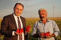 Adıyaman Biberinde Son Hasat
