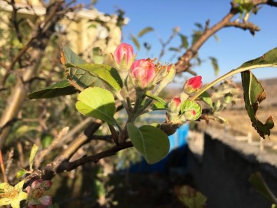 Akdağmadeni'nde Elma Ağacı Çiçek Açtı