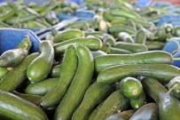 FIGAN - Antalya'nın 'Kasım' Sıcağı, Salatalık Fiyatını 4 Kat Dibe Çekti