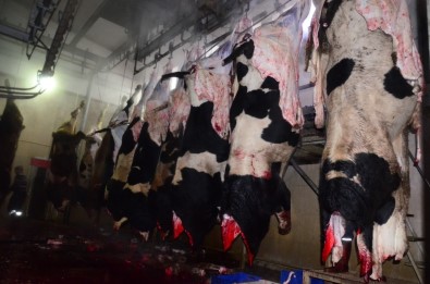 Et Ve Süt Kurumu Aksaray'da Hayvan Kesimine Başladı