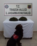 Jandarmanın Narkotik Köpeği 'Çakıl' Uyuşturucu Operasyonunda Dedektör Görevinde