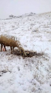 Koyun Kar Üzerinde Doğum Yaptı