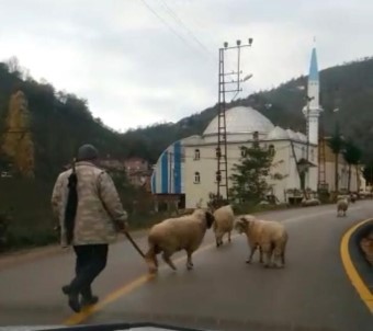 Koyunların Boynuzlu Aile Kavgası Kameralarda