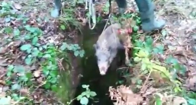 Kuyuya Düşen Yavru Domuz İçin İtfaiye Ekipleri Seferber Oldu