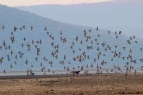 Serçin'in Yeni Ziyaretçileri Kuğular Oldu