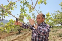 Siirtli Çiftçilere Budama Ve Gübreleme Eğitimi Verilecek