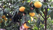 'Sinekle Mücadele' Hataylı Narenciye Üreticilerini Mutlu Etti