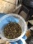 Tunceli'de Uyuşturucu Ve Kenevir Tohumu Ele Geçirildi