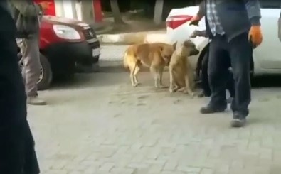 Sohayko'dan Mecitözü'nde Usulsüz Köpek Toplanmasına Tepki
