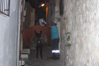 Antakya'nın Dar Sokaklarında Çöpler 'Eşeklerle' Toplanıyor