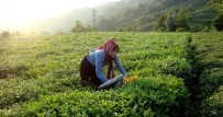 Büyükşehir, Karadenizli Üreticiden Çay Alımına Başladı Haberi