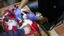 YAVRU KEDİ - Iğdır'da Ayakları Kesik Halde Bulunan Kedi Tedavi Altına Alındı