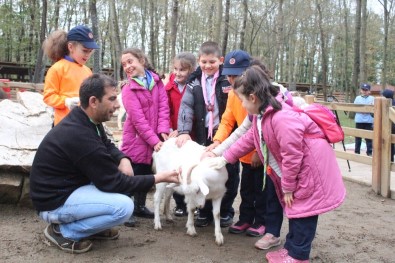 İlk Kez Keçi Gören Çocuklar Heyecanla Süt Sağdı