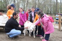 KEÇİ SÜTÜ - İlk Kez Keçi Gören Çocuklar Heyecanla Süt Sağdı