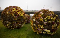 ERKILET - Kasım Ayında Dahi Çiçek Bahçesi