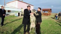KANGAL KÖPEĞİ - 'Kangal Köpeğini Hak Ettiği Yere Getireceğiz'