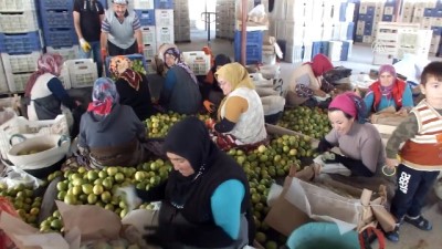 Mersin'de Üreticiler Limonu Yaza Saklıyor