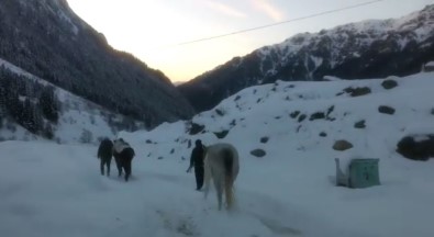 Rize'de Yaylada Terk Edilen 2 At Donmak Üzereyken Kurtarıldı