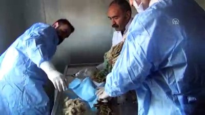 Şırnak'ta Yaralı Baykuşlara Rektörden Cerrahi Müdahale