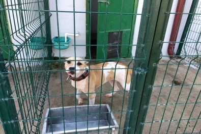 Bilecik'te Pitbull Vahşeti