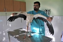 FıRAT ÜNIVERSITESI - Kanadı Kırık Leyleğe Fizik Tedavi Uygulanıyor