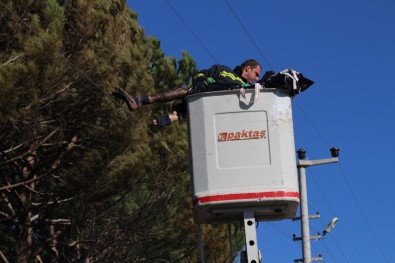 Kozalak Toplayan Adam Elektrik Akımına Kapılarak Öldü