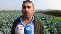 KARNABAHAR - (Özel) Karnabahar, Lahana Ve Brokolide Rekolte Sevindiriyor