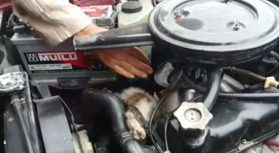 Seyir Halindeki Aracın Motorundan Kedi Çıktı