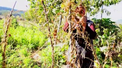 Üç Asırlık Tohumla Ürettikleri Fasulye Lezzetiyle Fark Yaratıyor