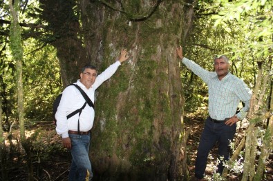 2 Bin 700 Yıllık 'Porsuk' Ağacı