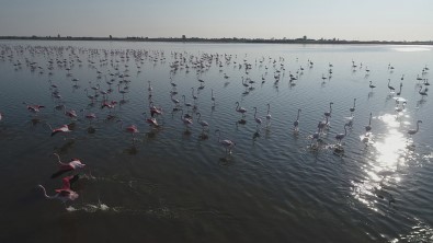 Çukurova Deltası Flamingolarla Renklendi