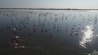 ORMAN VE SU İŞLERİ BAKANLIĞI - Çukurova Deltası Flamingolarla Renklendi