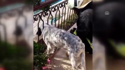 Muğla'da Balkon Korkuluğuna Sıkışan Köpek Kurtarıldı