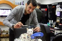 SOKAK HAYVANI - Sokak Kedisinin Tıraş Keyfi