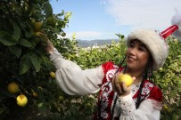 ÇEŞMELI - Yabancı Konukların Narenciye Hasadı Renkli Görüntüler Oluşturdu