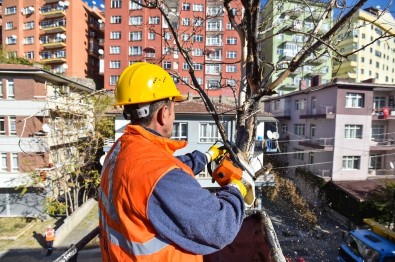 Ankara'da Görüşü Engelleyen Ve Tehlike Oluşturan Ağaçlar Budanıyor
