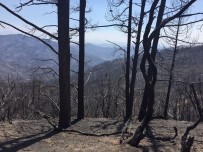 ŞÜKRAN GÜNÜ - Kaliforniya'da Kayıplar Aranıyor