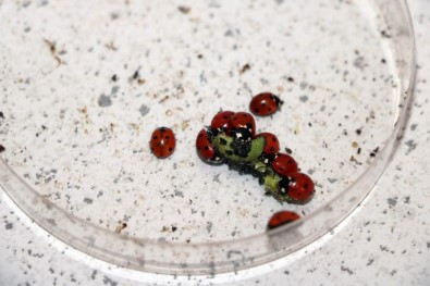 Uğur Böceği Çiftçinin Yüzünü Güldürecek