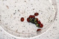 KAYAHAN - Uğur Böceği Çiftçinin Yüzünü Güldürecek