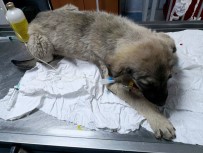 SOKAK KÖPEĞİ - Belediye Başkanı Makam Aracını Yaralı Köpeğe Tahsis Etti