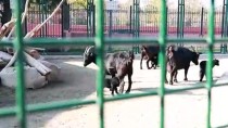 KEÇİ YAVRUSU - Cüce Keçiler Hayvanat Bahçesinin Maskotu Oldu