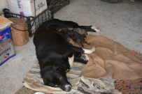 KÖPEK YAVRUSU - Gurbetçi Vatandaş Köpeklerine Sahip Arıyor