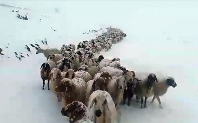 Kar Aniden Bastırınca Çoban Ve Sürüler 6 Gün Mahsur Kaldı