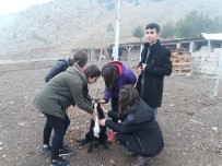 HAYVAN SEVERLER - Öğrenciler, Öğretmenleri İçin Fidan Dikti