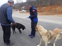 GÜNEŞ ENERJİSİ - Sahipsiz Hayvanlara Osmangazi Şefkati