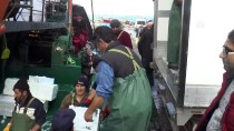 AVCILIK - Balıkçıların Yüzü Fırtınanın Ardından Tekrar Güldü