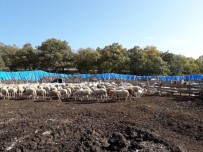 PRİM ÖDEMESİ - Çiftçiye 703 Bin Liralık Prim Hakedişi