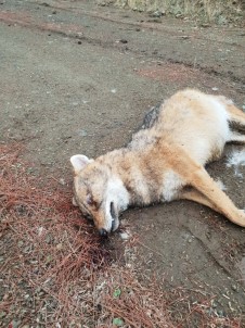 Gaziantep'te Korkutan Hayvan Zehirlenmesi