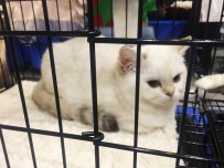 CEMAL SÜREYA - Mutlu Kediler Yarışması'na 130'Un Üzerine Kedi Katıldı
