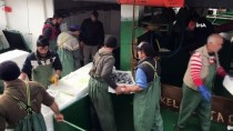 BATı KARADENIZ - (Özel) Karadeniz'den Hamsi Fışkırıyor